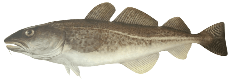 Inauguração da exposição "Do Mar ao Aquário - A Biologia do Bacalhau"